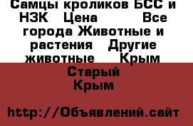 Самцы кроликов БСС и НЗК › Цена ­ 400 - Все города Животные и растения » Другие животные   . Крым,Старый Крым